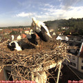 08_55-nest.jpg