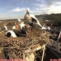 09_00-nest.jpg