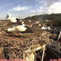 09_05-nest.jpg