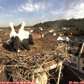 09_15-nest.jpg