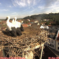 09_20-nest.jpg