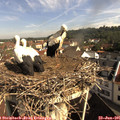 09_25-nest.jpg