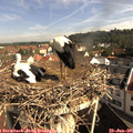 09_30-nest.jpg