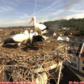 09_35-nest.jpg
