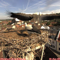 09_40-nest.jpg