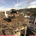 09_50-nest.jpg
