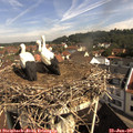 09_55-nest.jpg