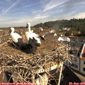 10_00-nest.jpg
