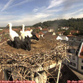 10_05-nest.jpg