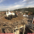 10_10-nest.jpg
