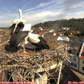 10_15-nest.jpg