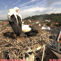10_20-nest.jpg