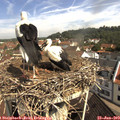 10_25-nest.jpg