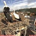 10_30-nest.jpg