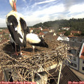 10_35-nest.jpg