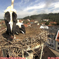 10_40-nest.jpg