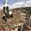 10_45-nest.jpg