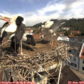 10_50-nest.jpg