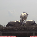 11_00-mast.jpg