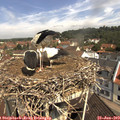 11_00-nest.jpg