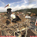 11_05-nest.jpg