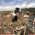 11_10-nest.jpg