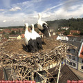 11_15-nest.jpg