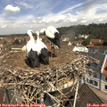 11_20-nest.jpg