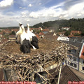 11_25-nest.jpg