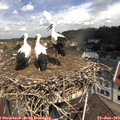 11_30-nest.jpg