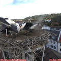 11_35-nest.jpg