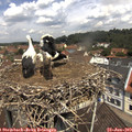 11_45-nest.jpg