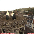 11_50-nest.jpg