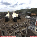 11_55-nest.jpg