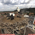 12_00-nest.jpg