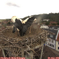 12_05-nest.jpg