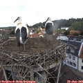 12_10-nest.jpg