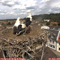 12_15-nest.jpg