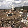12_20-nest.jpg