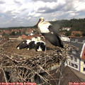 12_25-nest.jpg