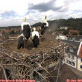 12_35-nest.jpg