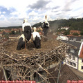 12_40-nest.jpg