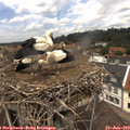 12_45-nest.jpg