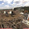 12_50-nest.jpg