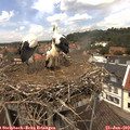12_55-nest.jpg