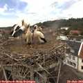 13_00-nest.jpg