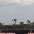 13_05-mast.jpg