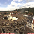 13_05-nest.jpg