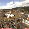 13_10-nest.jpg