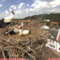 13_15-nest.jpg